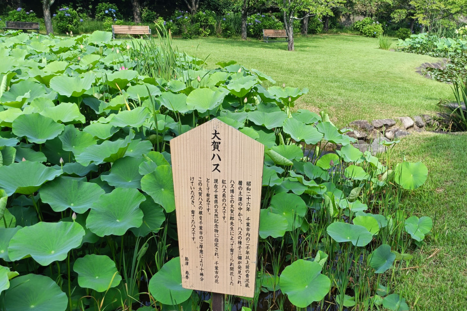 大賀ハス園