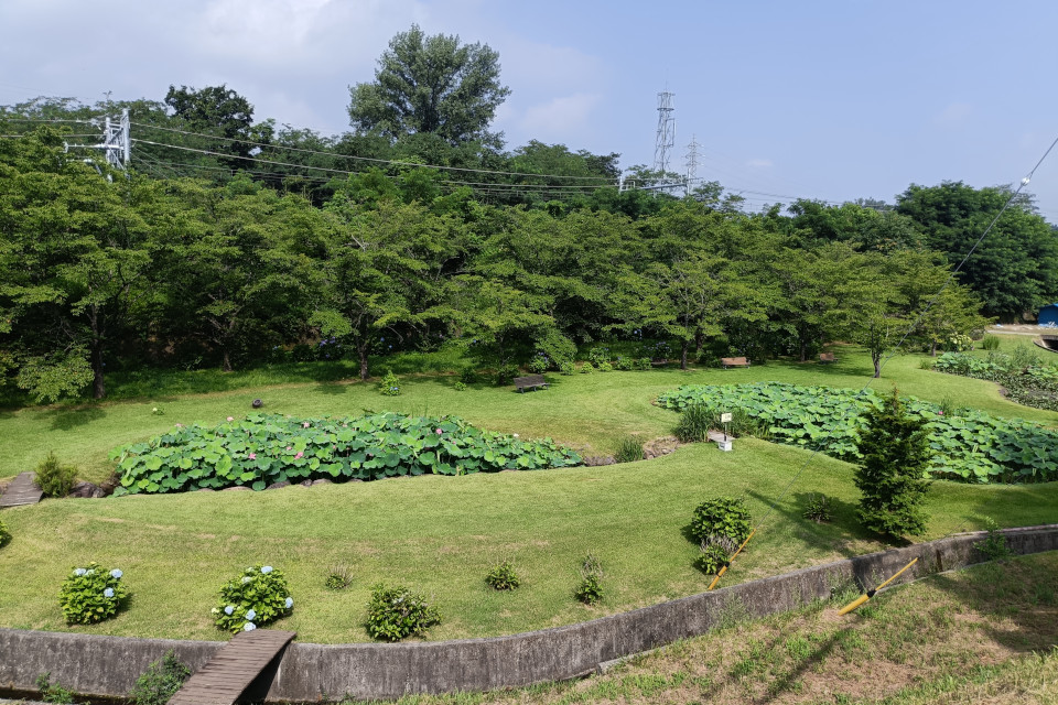 大賀ハス園