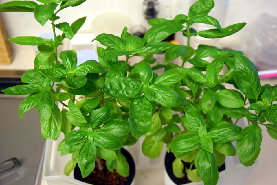 水耕栽培のバジル