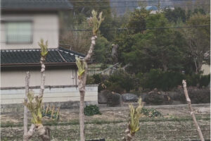 タラの芽